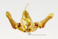 Metendothenia atropunctana