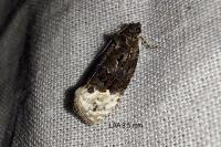 Apotomis betuletana