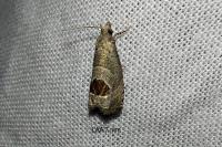 Notocelia uddmanniana