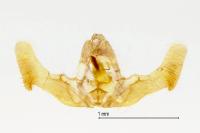 Notocelia uddmanniana