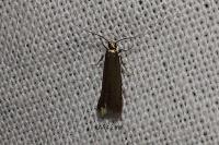 Coptotriche angusticollella