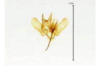 Coptotriche angusticollella