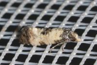 Neocochylis dubitana