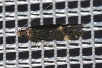 Oxypteryx atrella