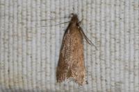Helcystogramma lutatella