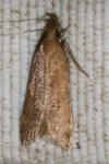 Helcystogramma lutatella
