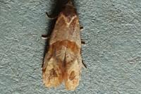 Phalonidia contractana