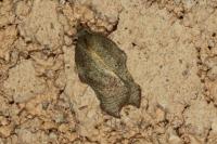 Acleris emargana