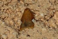 Acleris holmiana