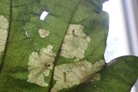 Tischeria ekebladella