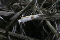 Argyresthia pruniella