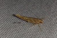 Pyroderces argyrogrammos