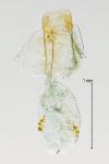 Pyroderces argyrogrammos