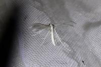 Pterophorus pentadactylus