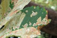 Cameraria ohridella