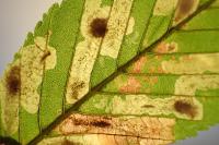 Cameraria ohridella