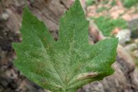 Phyllonorycter platani