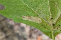 Phyllonorycter platani