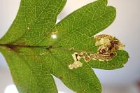 Stigmella oxyacanthella