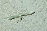 Adaina microdactyla