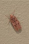 Hofmannophila pseudospretella
