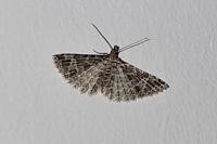 Alucita huebneri