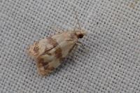Phalonidia contractana