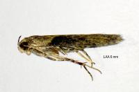 Scrobipalpa costella