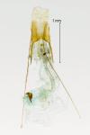 Scrobipalpa costella
