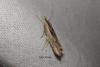 Ypsolopha scabrella