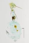 Ypsolopha scabrella