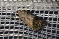 Cydia splendana