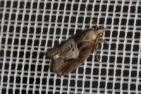 Epinotia brunnichana