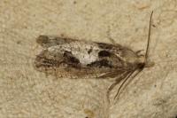 Epinotia brunnichana
