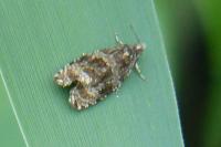 Celypha lacunana