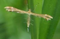Oxyptilus