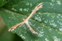 Oxyptilus