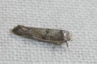 Paraswammerdamia nebulella