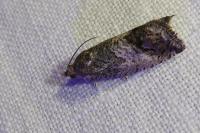 Cydia fagiglandana/splendana