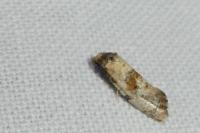 Neocochylis molliculana