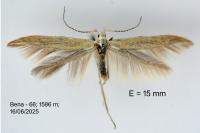 Coleophora brunneosignata