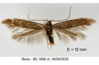 Coleophora gryphipennella