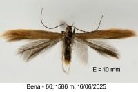Coleophora caespititiella