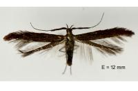 Coleophora mayrella