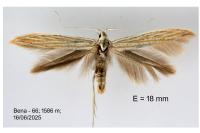 Coleophora nutantella