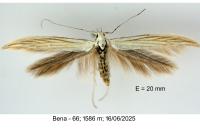 Coleophora pennella
