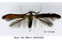 Coleophora variicornis