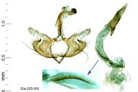 Coleophora variicornis