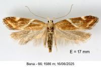 Orophia sordidella