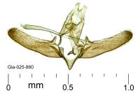 Elachista dispunctella